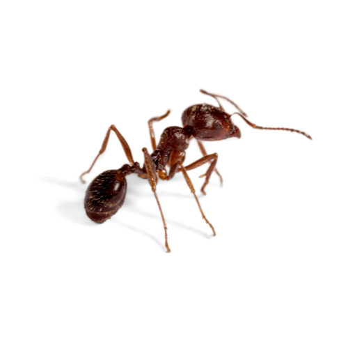 control de hormigas