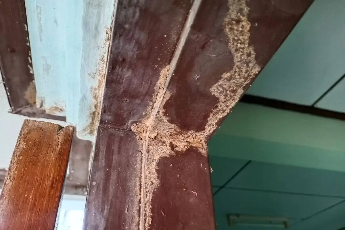 daños en la estructura de edificios por plagas