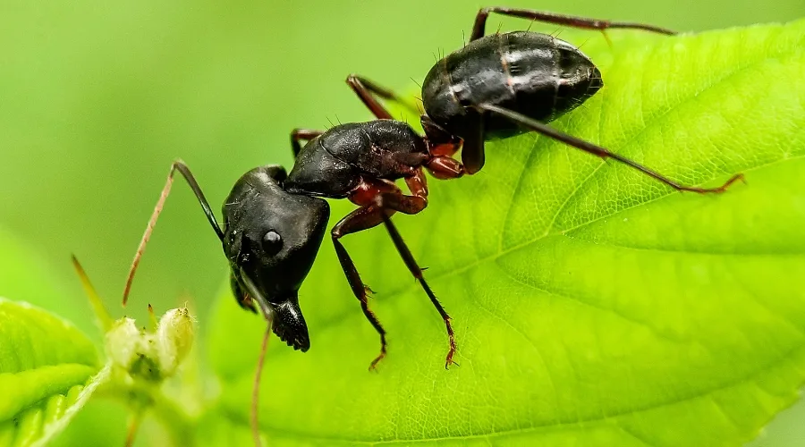 eliminar hormigas carpinteras