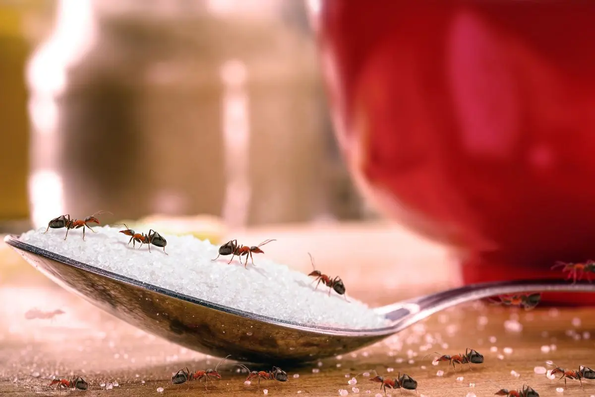eliminar hormigas en el hogar