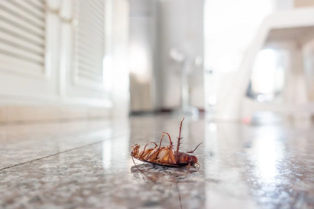 prevenir cucarachas en el hogar